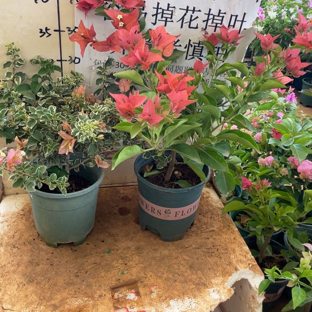 当前无花朵，栽培后可花朵38h2
