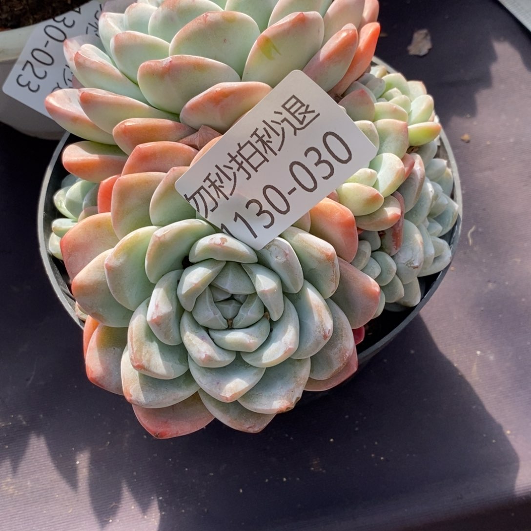 两单包邮1130-30冰玉