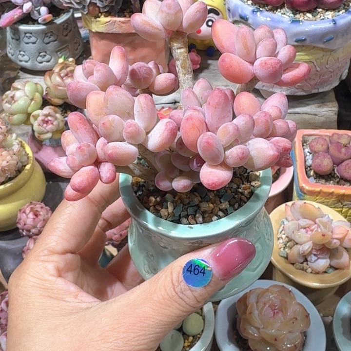 464 多肉含盆土 30元包邮 除偏远地区