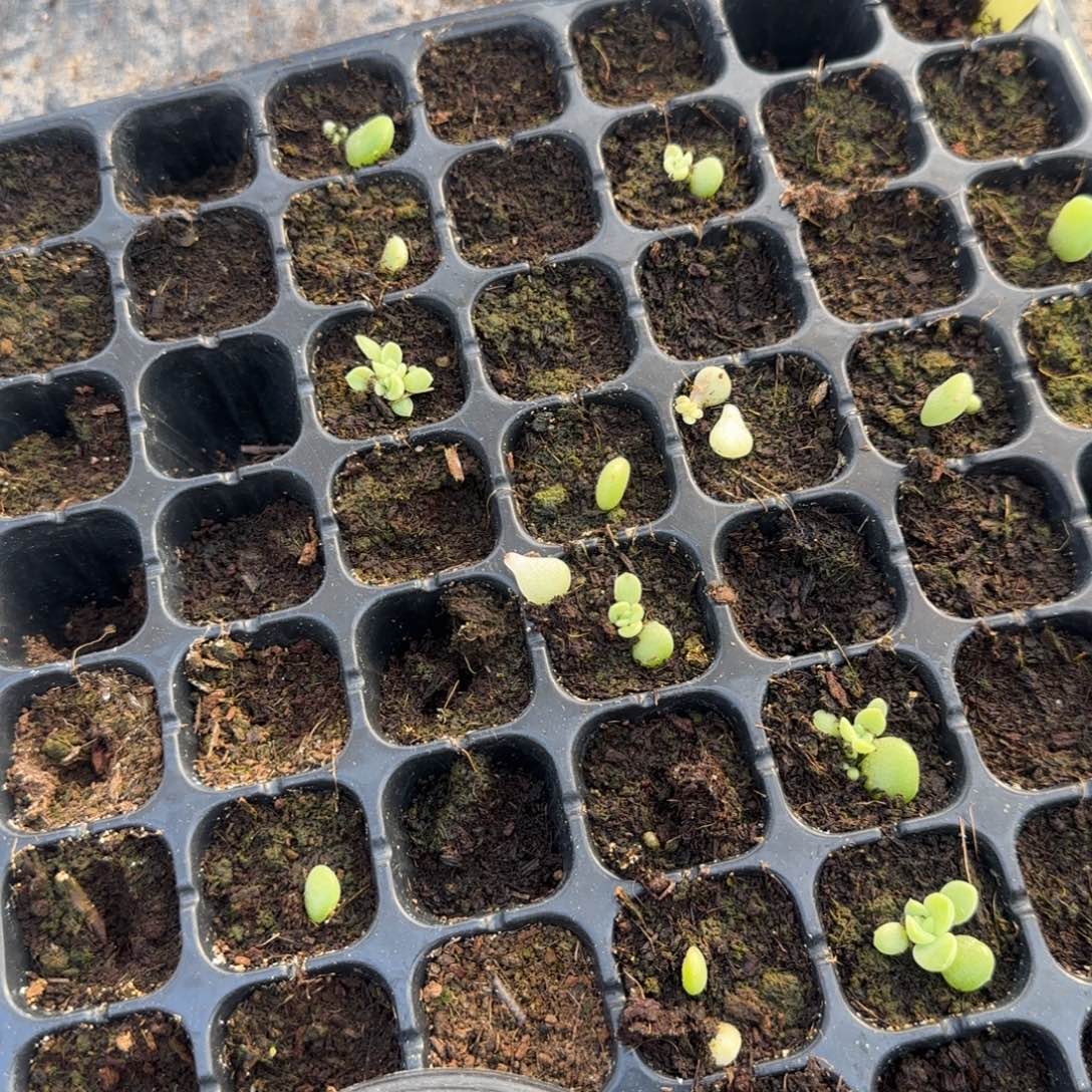 太妙穴一个满25包邮