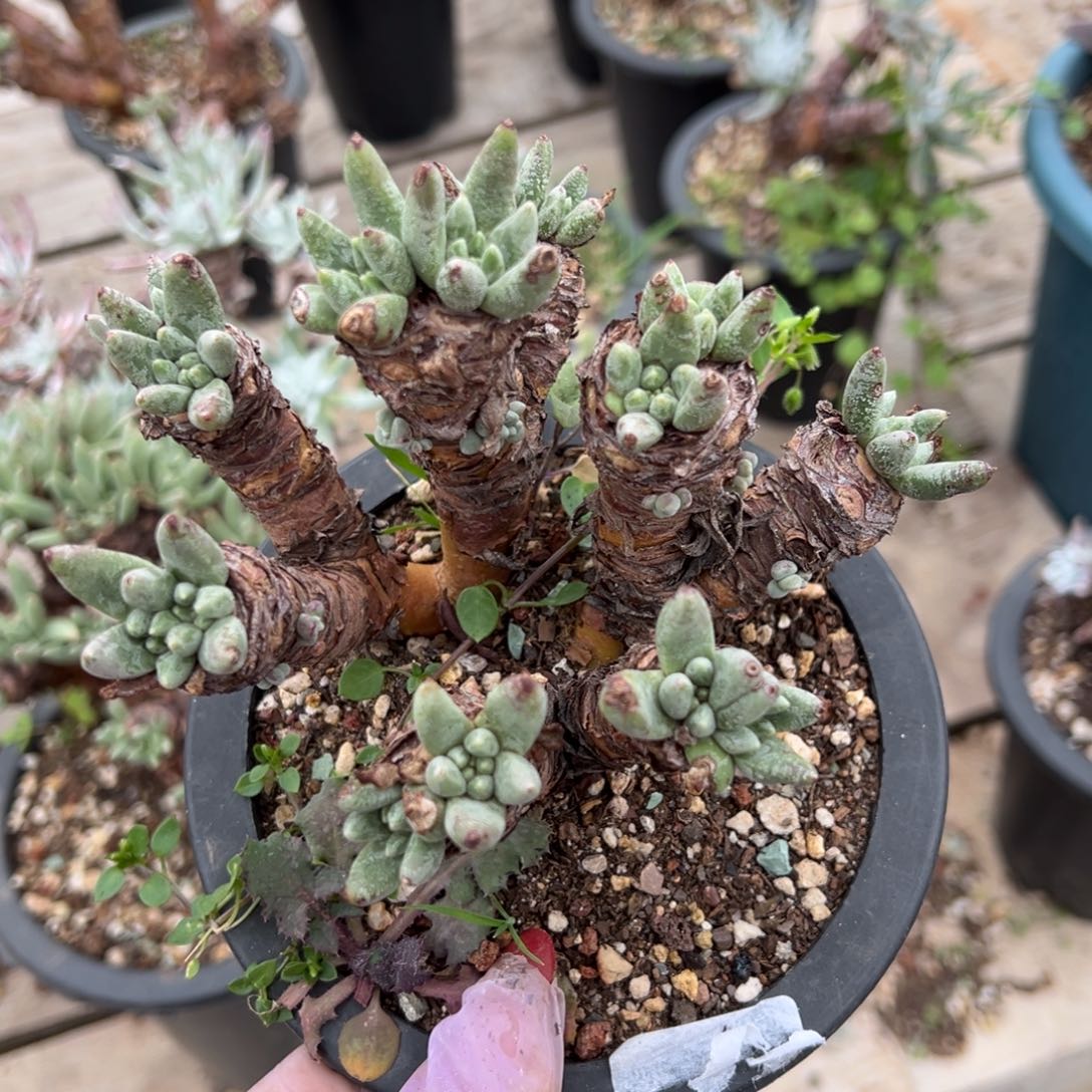 2751绿豆哈哈哈哈哈哈哈