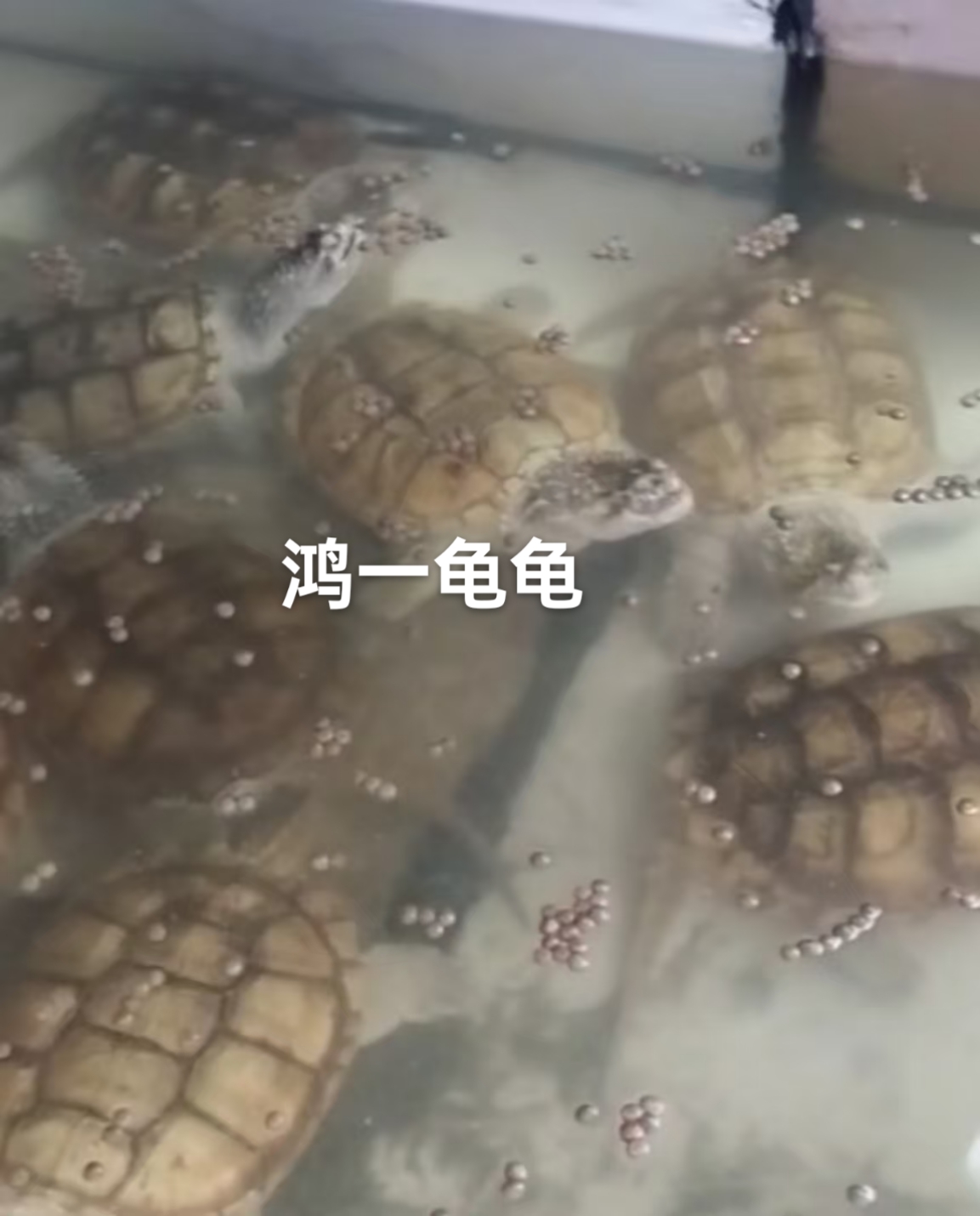 收到乌龟请第一时间拍无间断开箱视频直播间挑选佛鳄纯佛专用链接