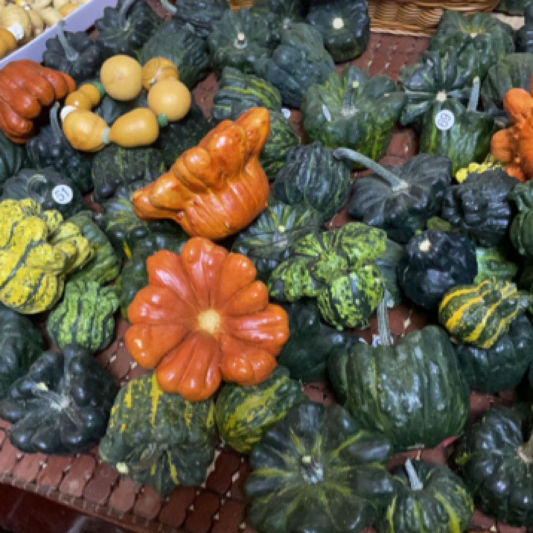 七彩疙瘩葫芦福利款一物一拍保熟no退no换