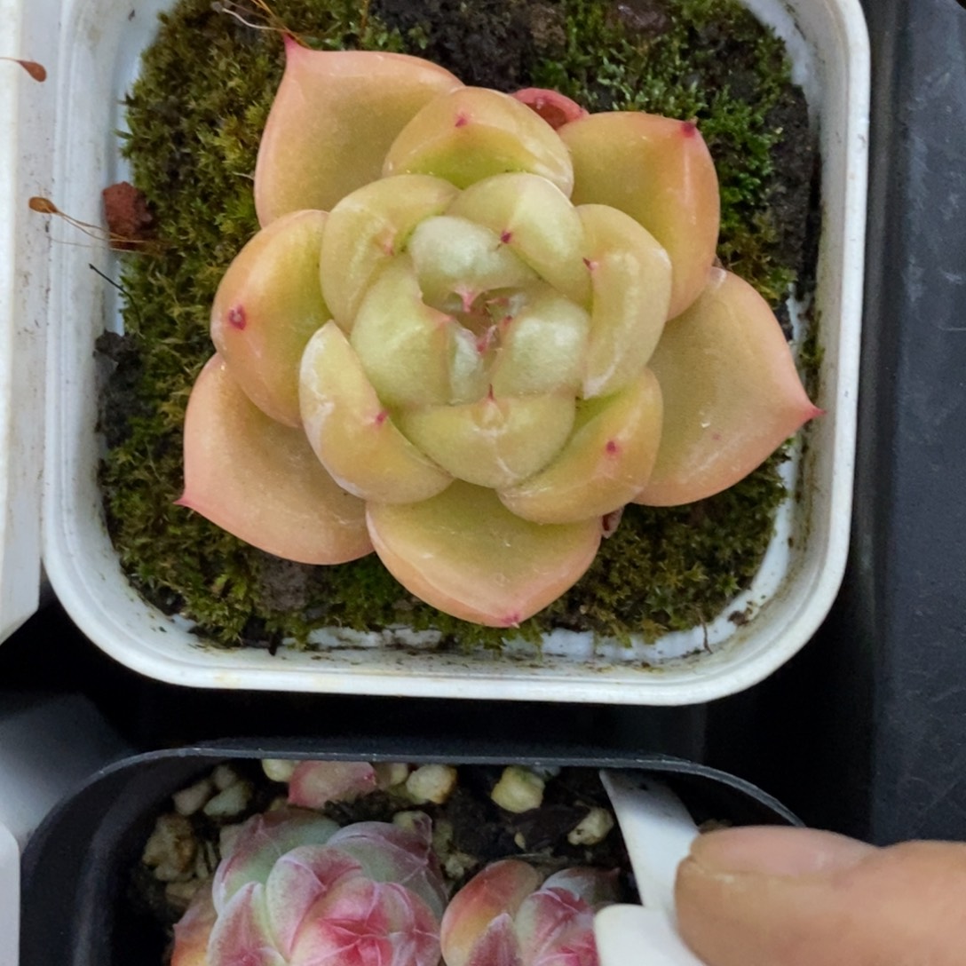 精品多肉一物一拍不包整293