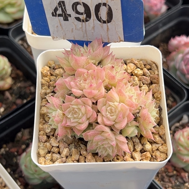 决***部麦秆群6cm多肉植物