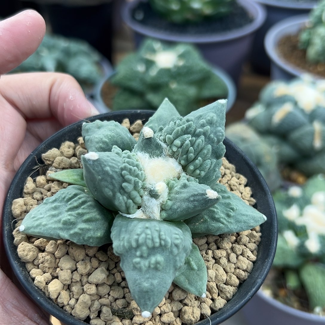 实生菊花怒涛牡丹