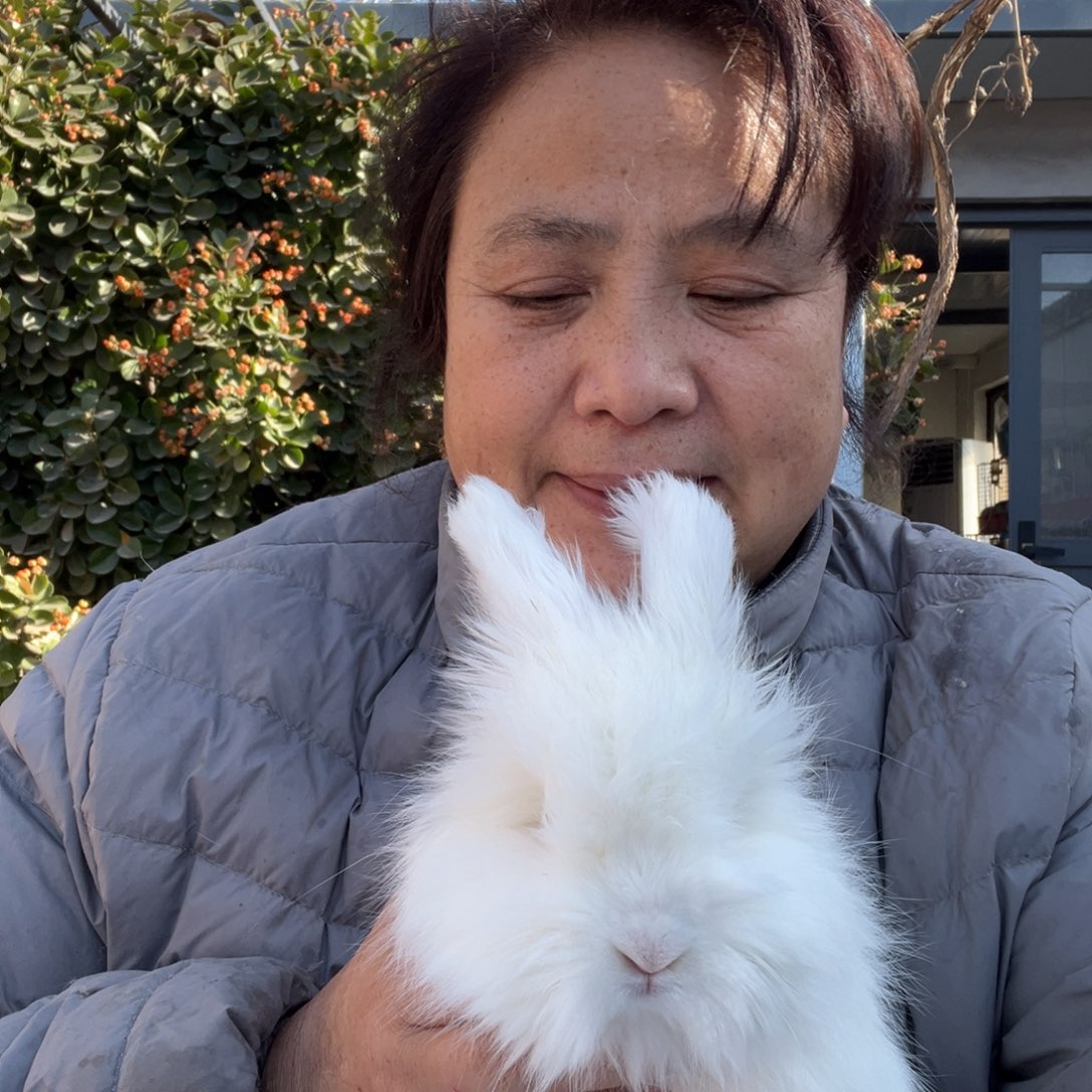 宠物兔英系安哥拉兔