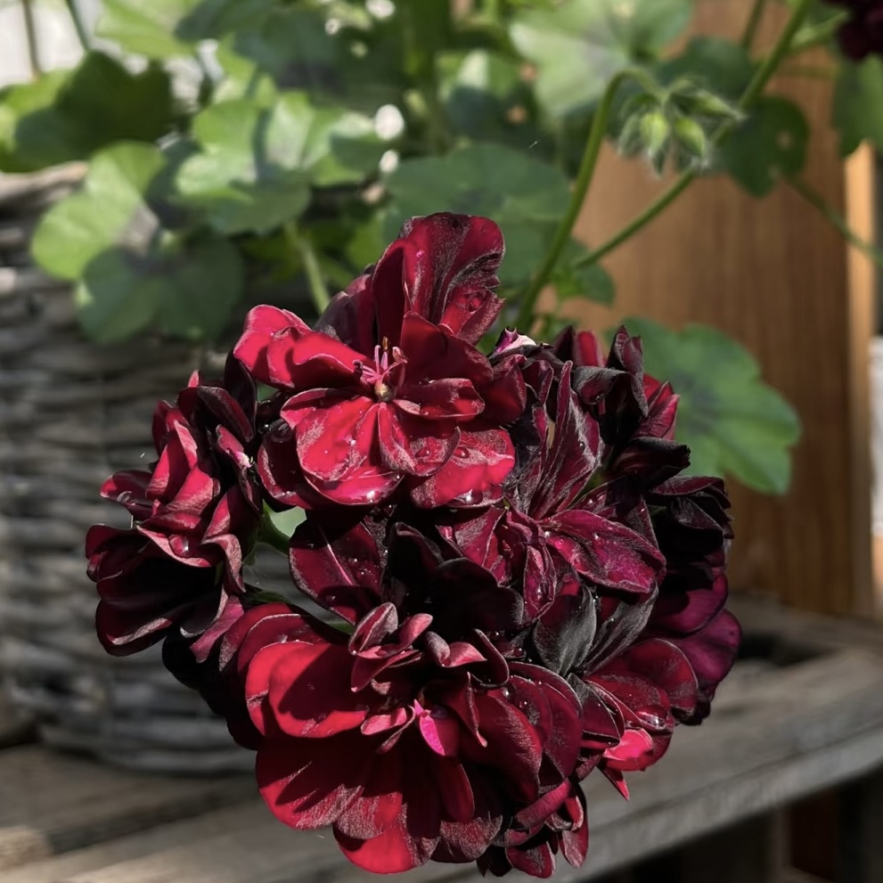 垂钓天竺葵汤米黑玫瑰花卉盆栽室内外观花植物（不拍保温不包冻损）