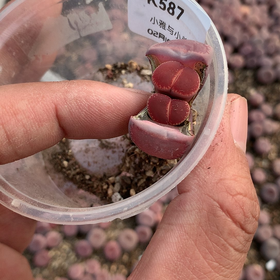 K587多肉植物保护