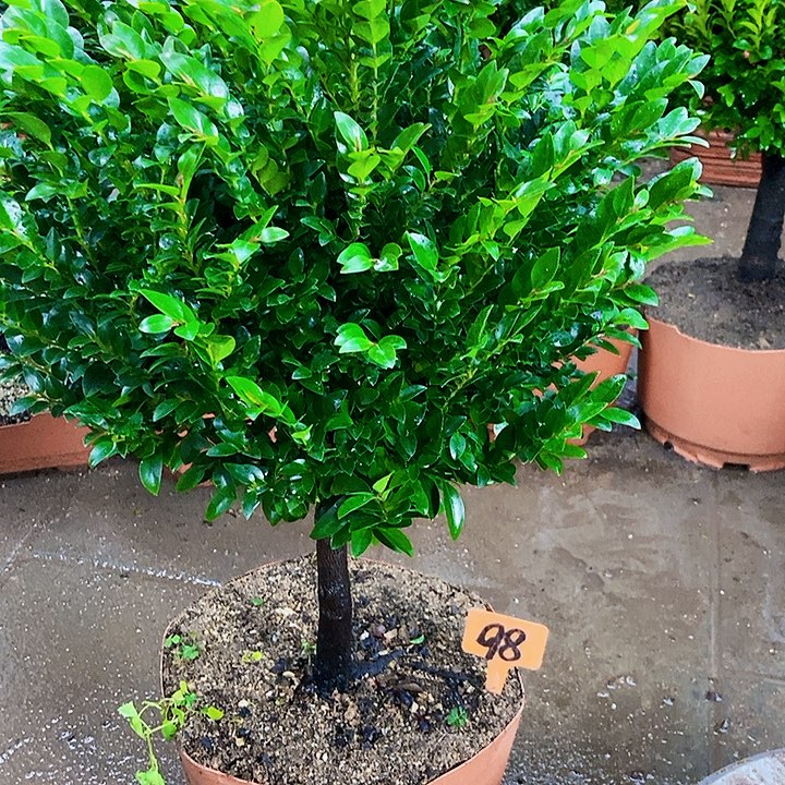 完全开放小叶紫檀木