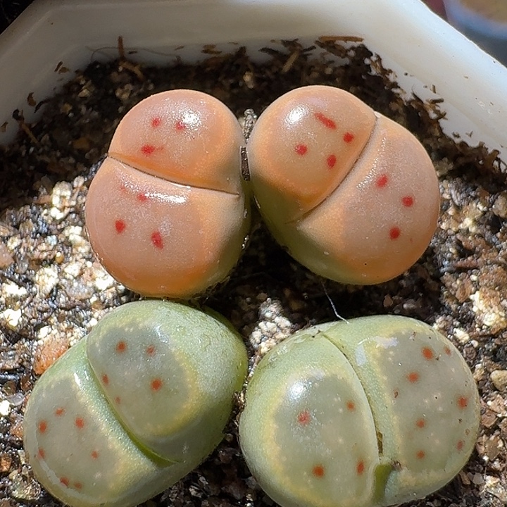 生石花1111222。   309