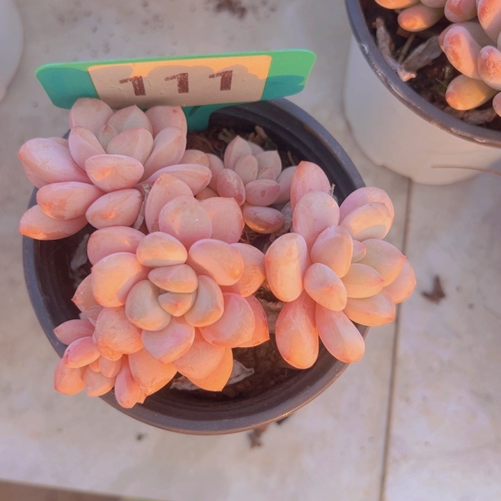 健健康康平平安安