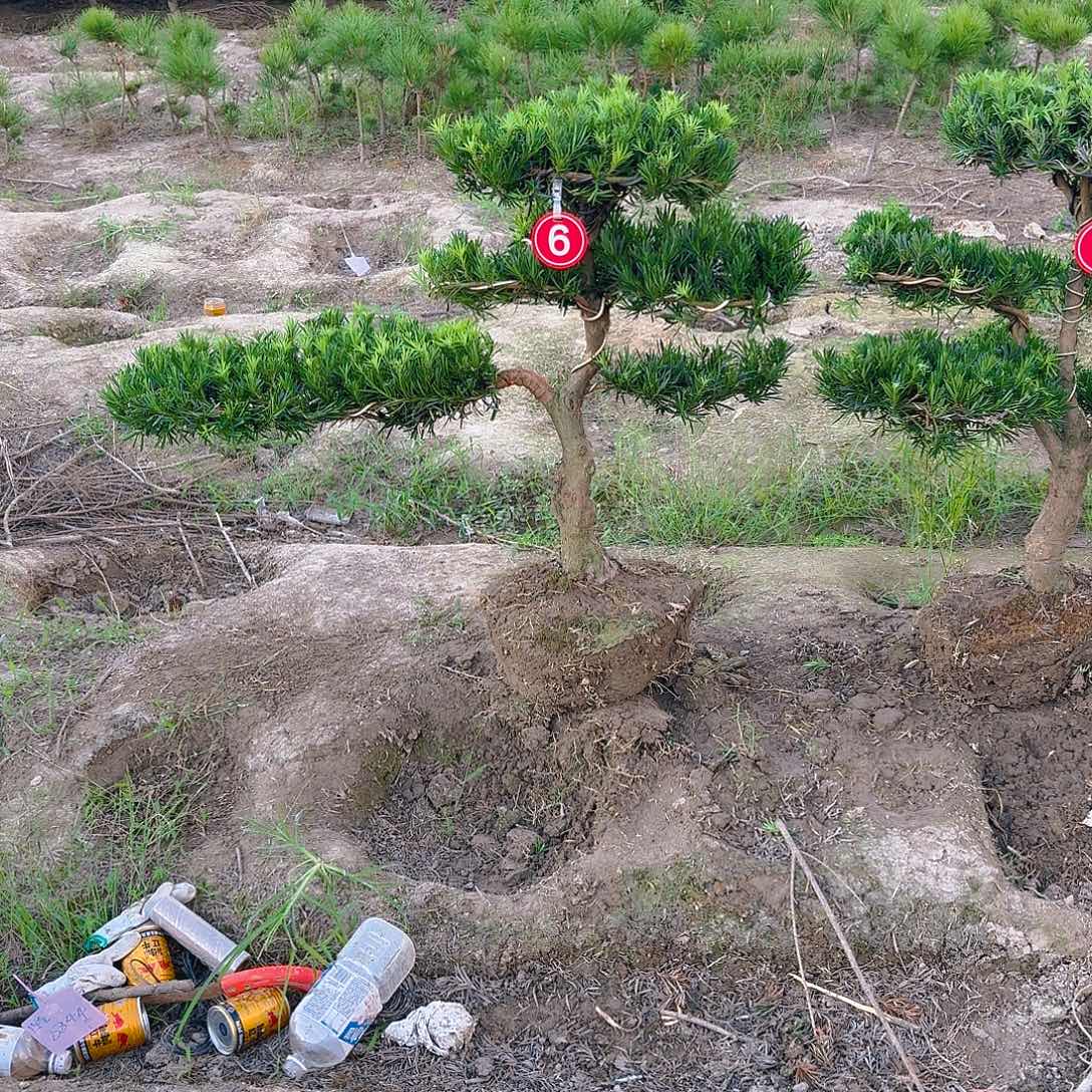 诚***信无花朵17854855558588558