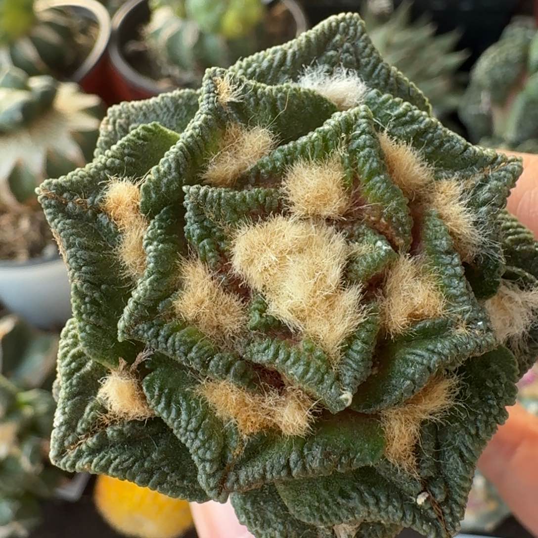 【闪购商品】大尤螺旋辛顿295