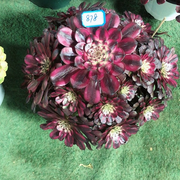 878美姬多肉法师