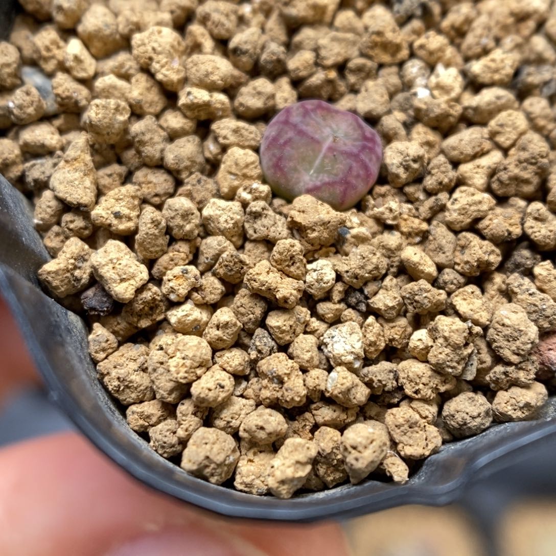 多肉植物肉锥杂交K-852