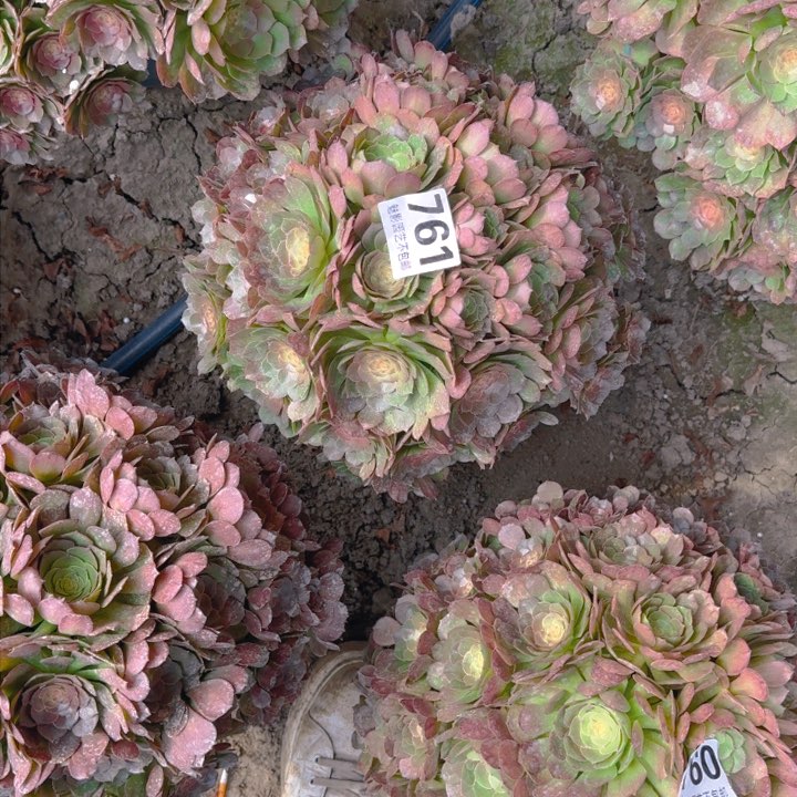 万圣节花27-45包邮花花