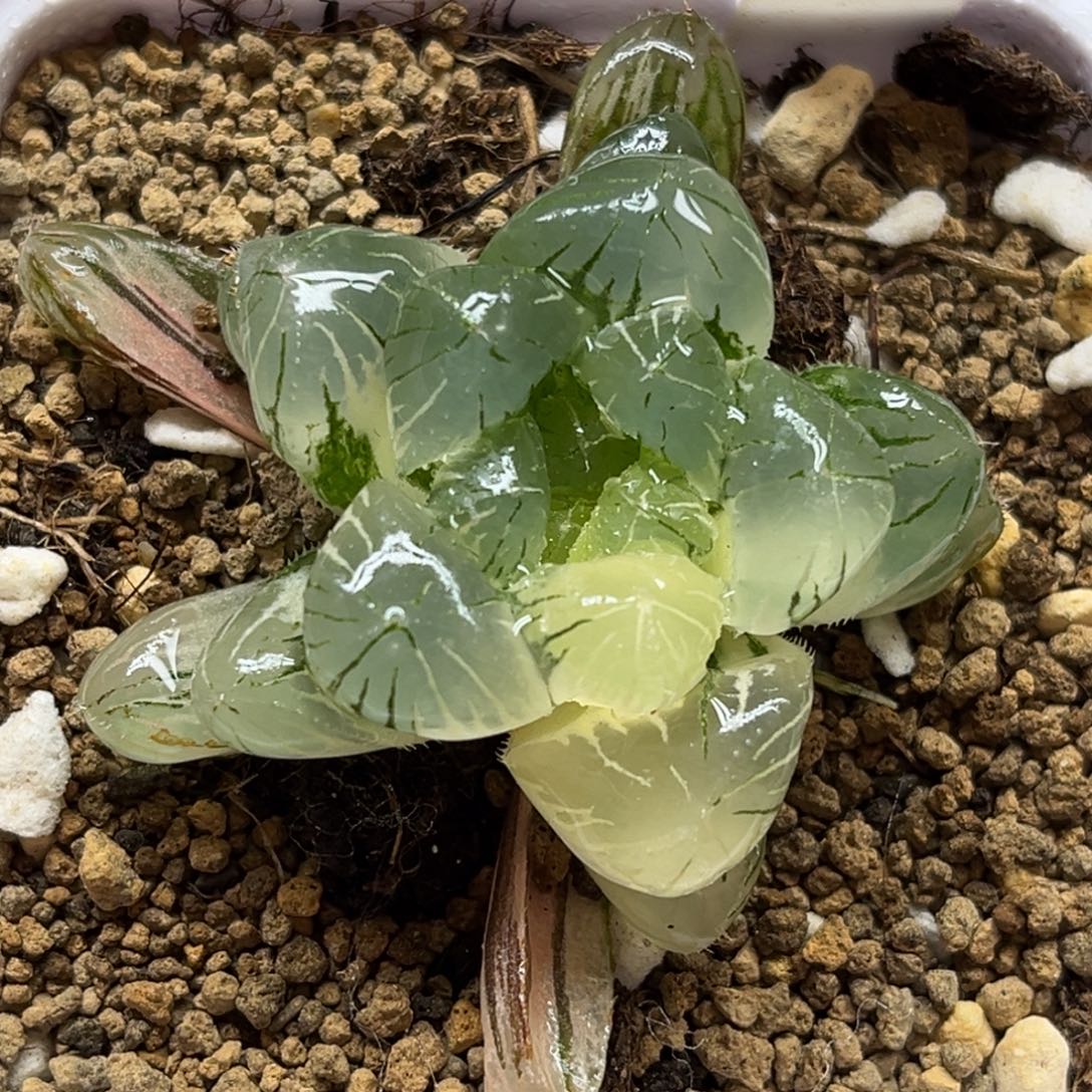 12大窗碧玺玉露锦福利专场