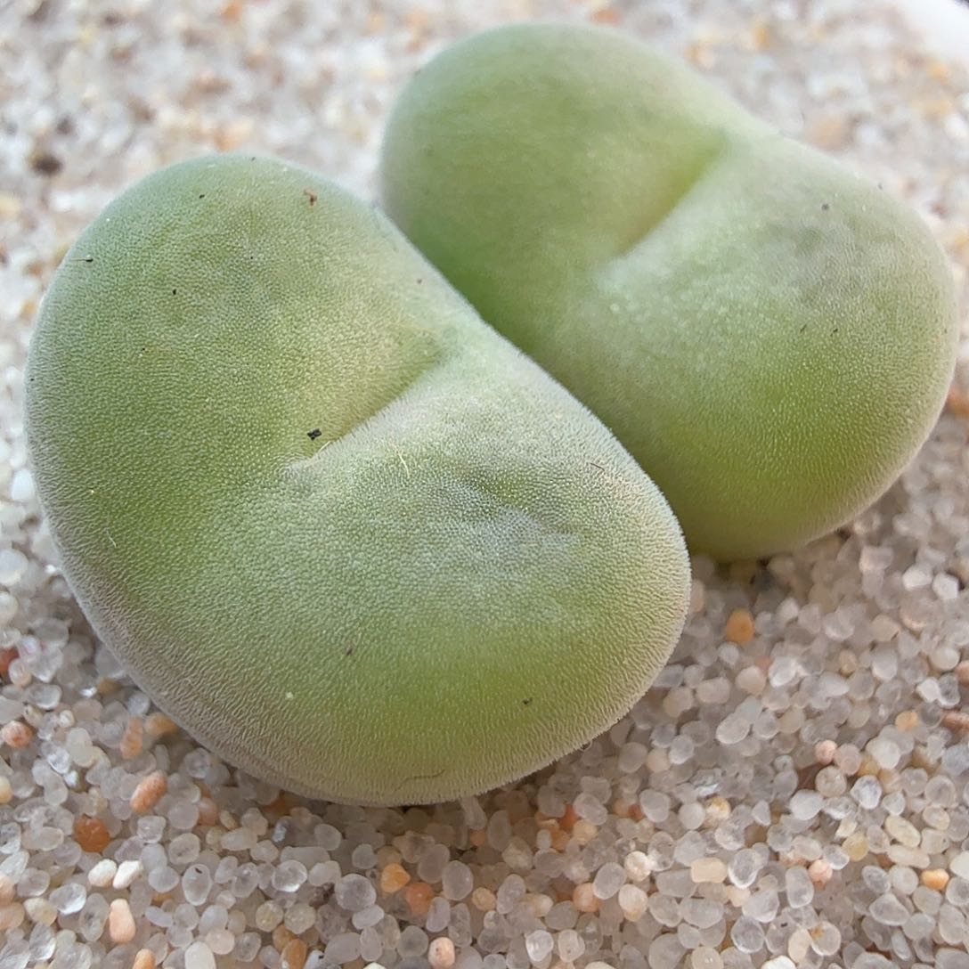 2.16.24/园艺空卡佛/多肉