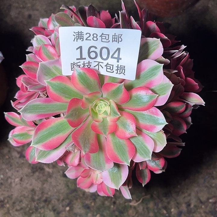 1604粉女巫多肉植物