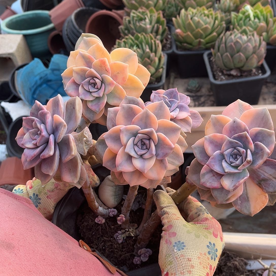 恋*夏多肉植物紫乐景C41