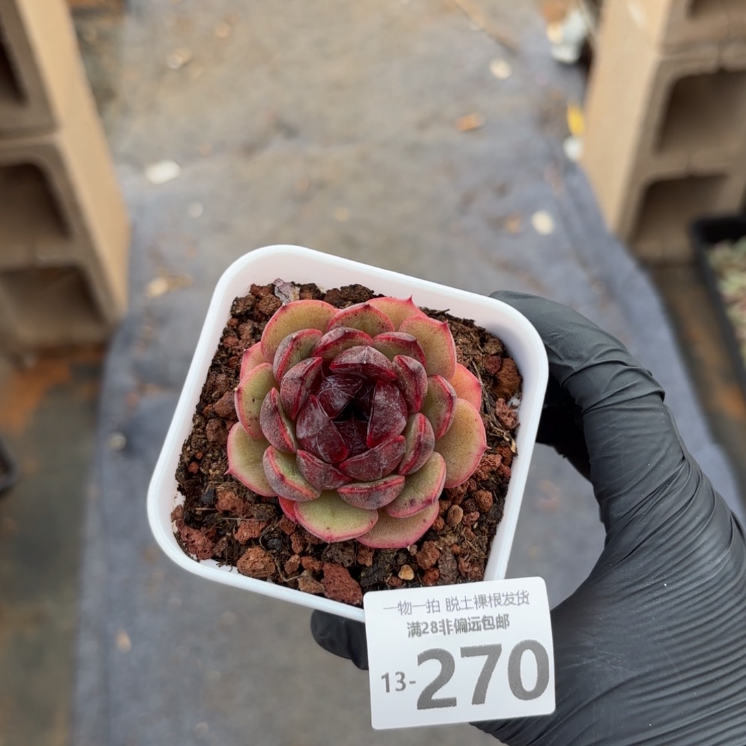 黑果珍妮一物一拍