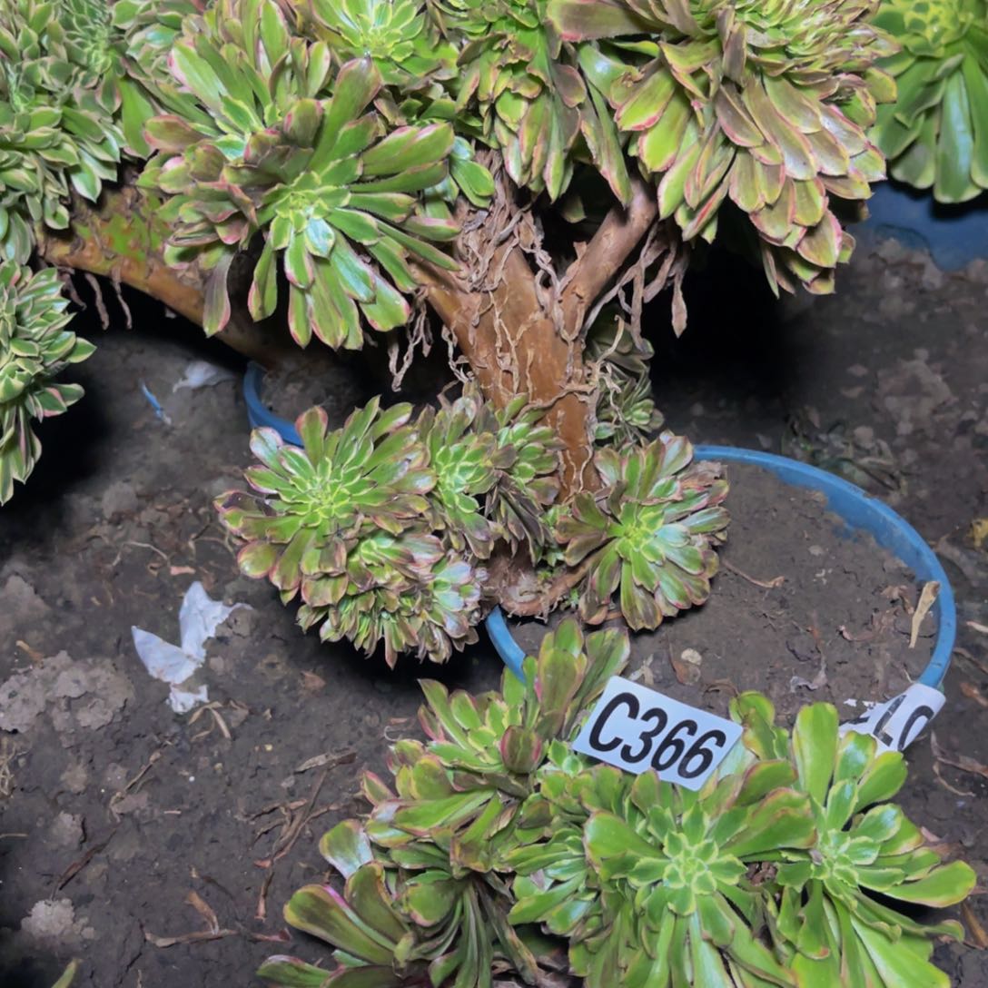 粉黛法师28/////32包邮