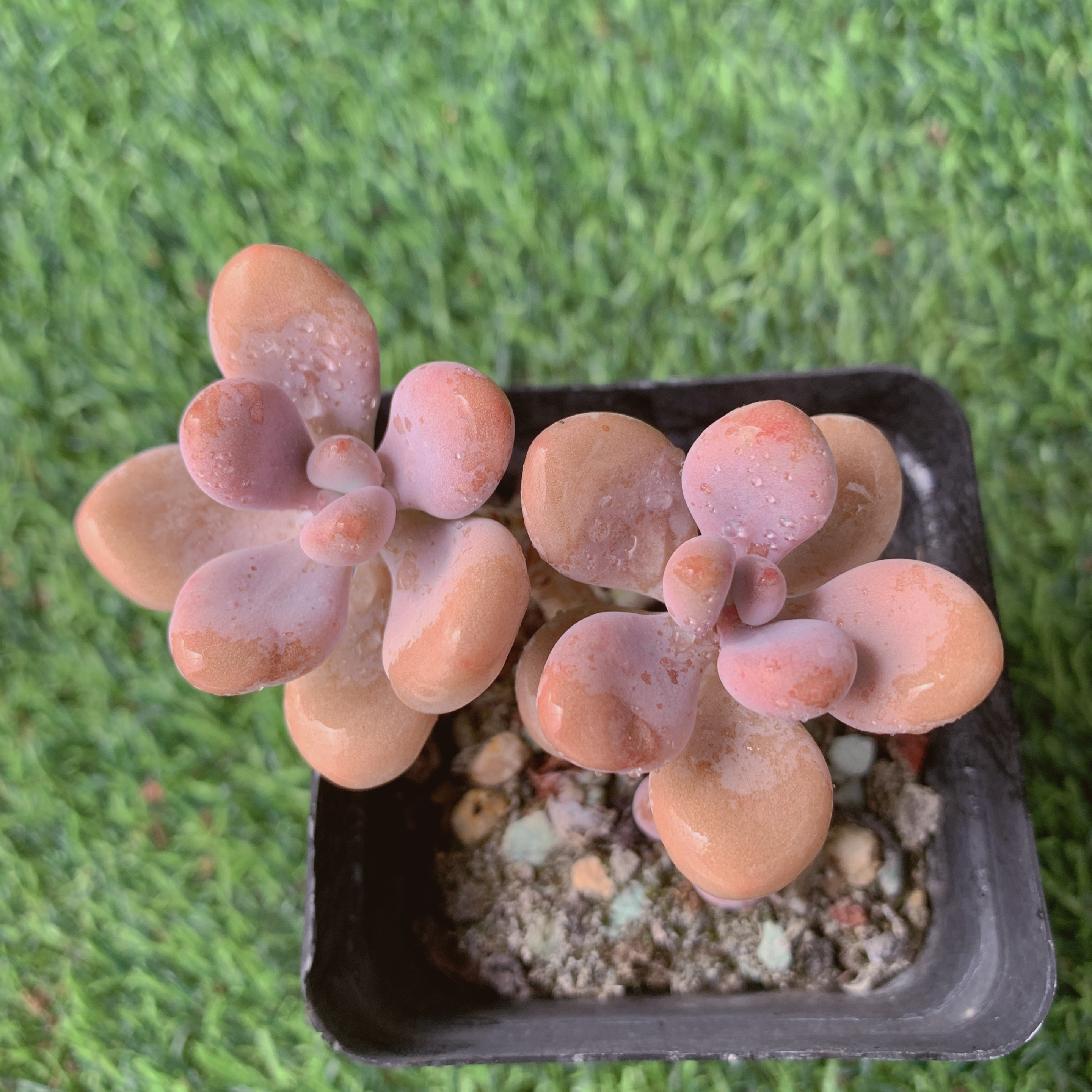 桃蛋双头4-6CM【花界草堂】精品多肉阳台盆栽新手易养一单包邮