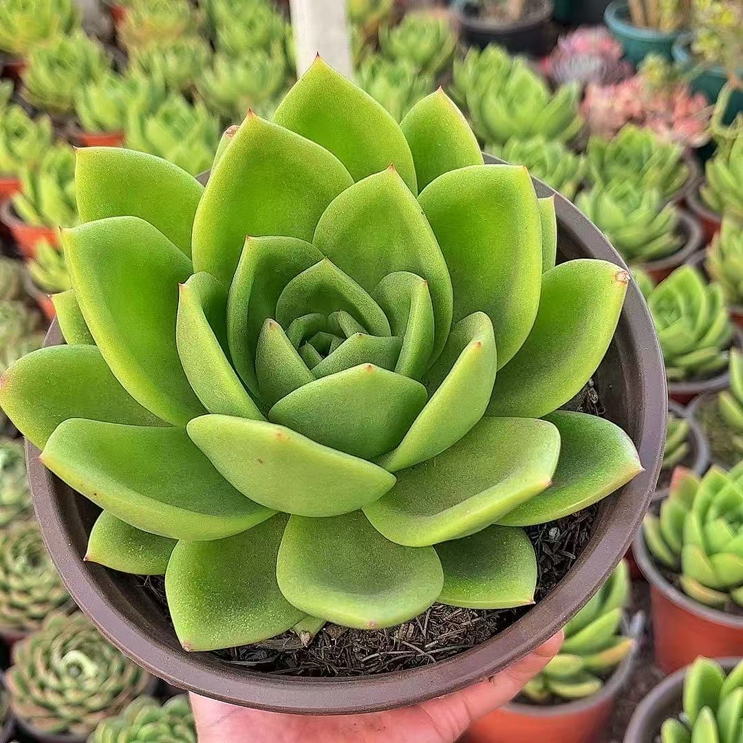 16#翠花   多肉植物【满15包邮】室内阳台盆栽好养护懒人必备