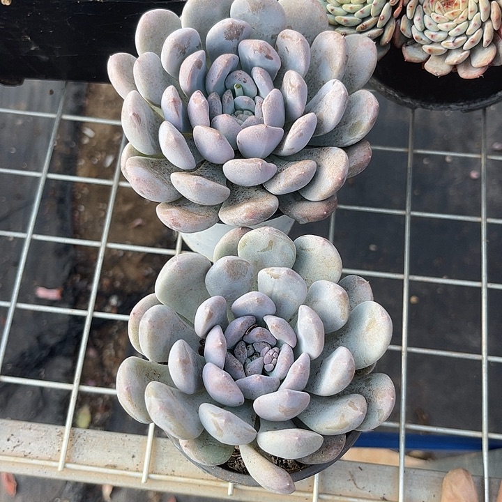 两单包邮，一物一拍