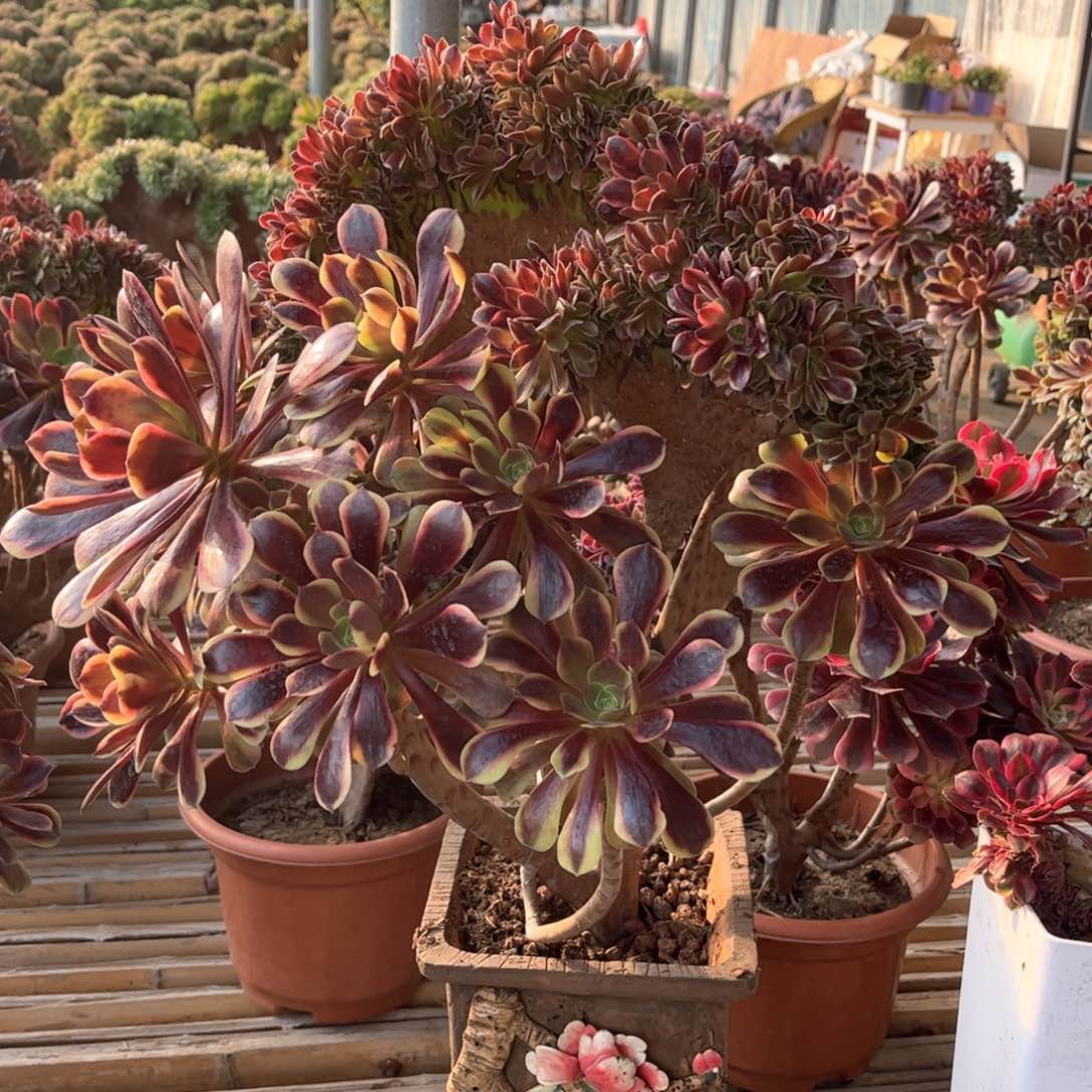 欧嘉莉妖桩老板朵朵