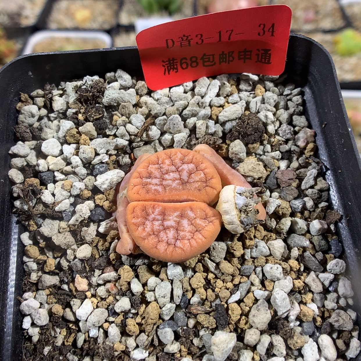 【闪购商品】3-17-34 拿铁1颗 20