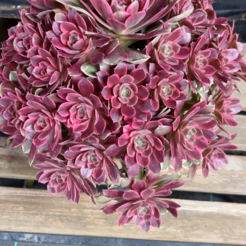 多肉植物浣纱锦。