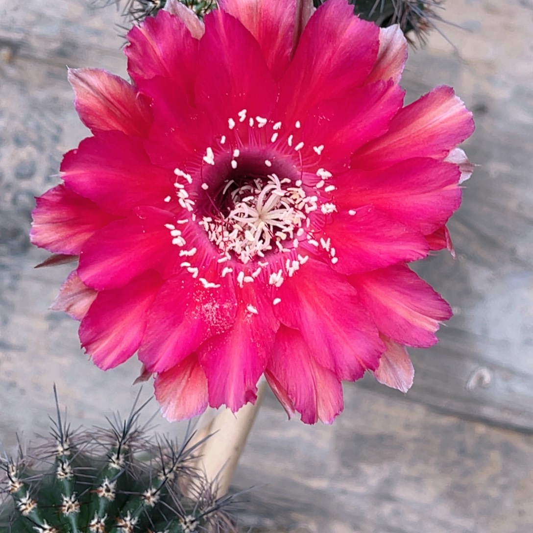 彩草 红丝绒侧芽 歪 满20包邮4–5公分