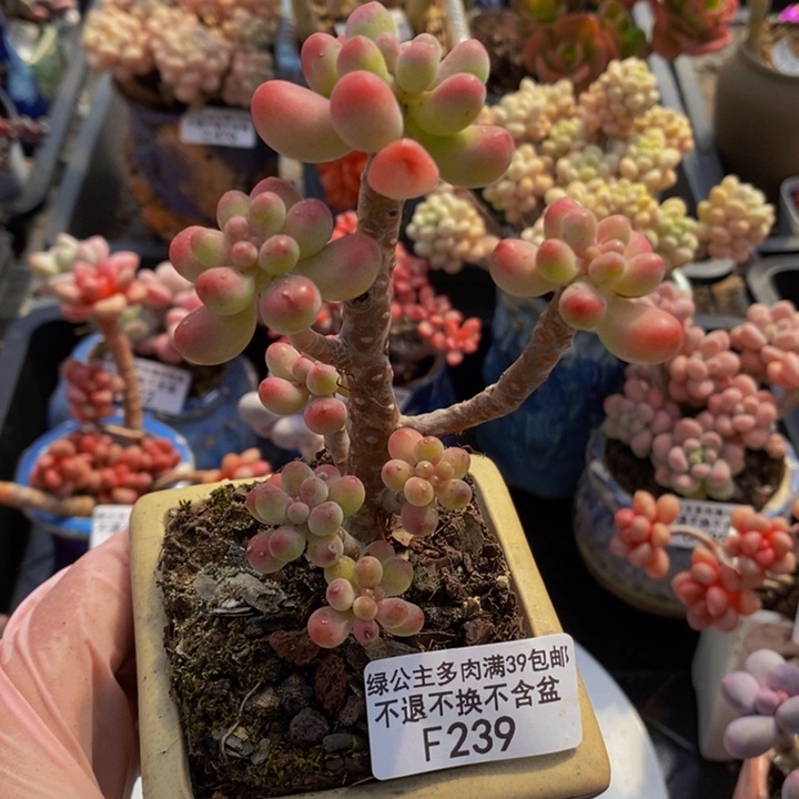 派大星239多肉植物