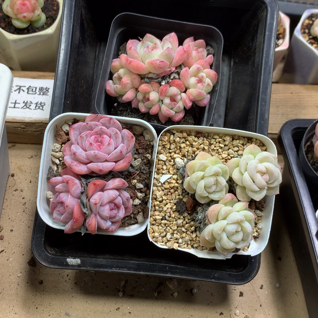 懒羊羊一物一拍专拍