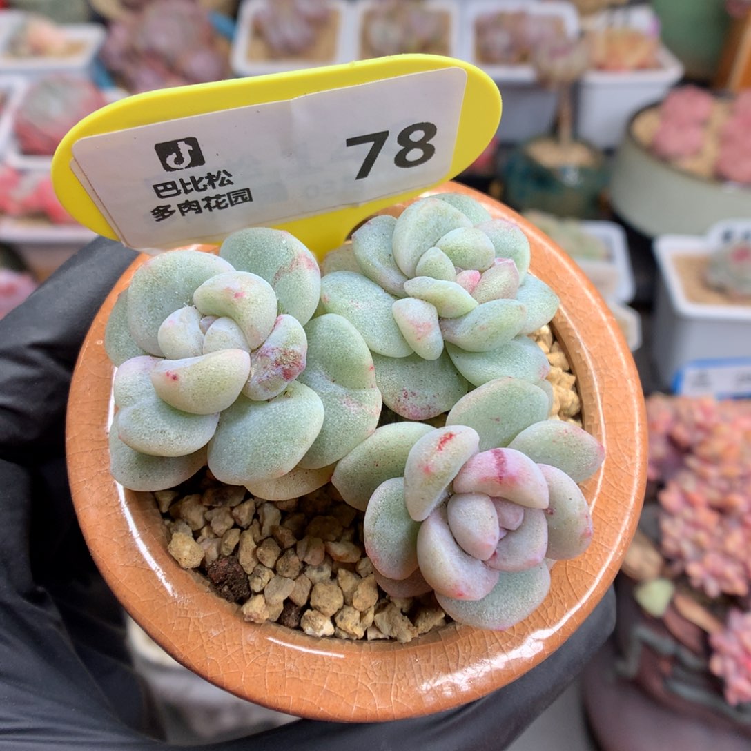 哈****?78 冰玉石化多肉