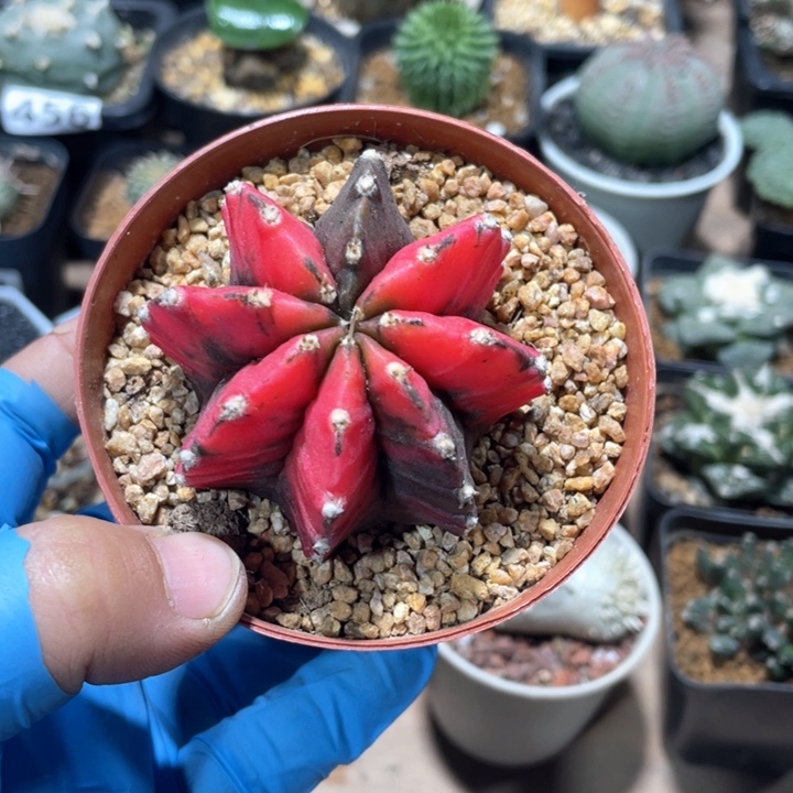 577大牡丹自然锦