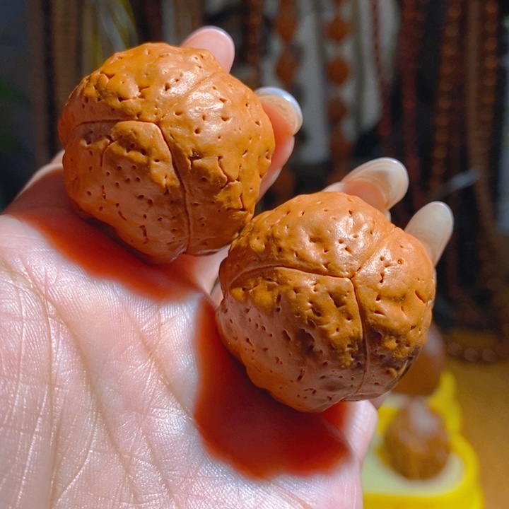 野生三瓣大金刚光头强3437