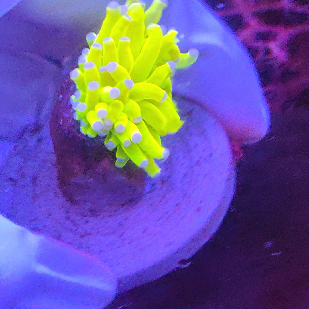 智海海洋珊瑚馆 竞拍链接
