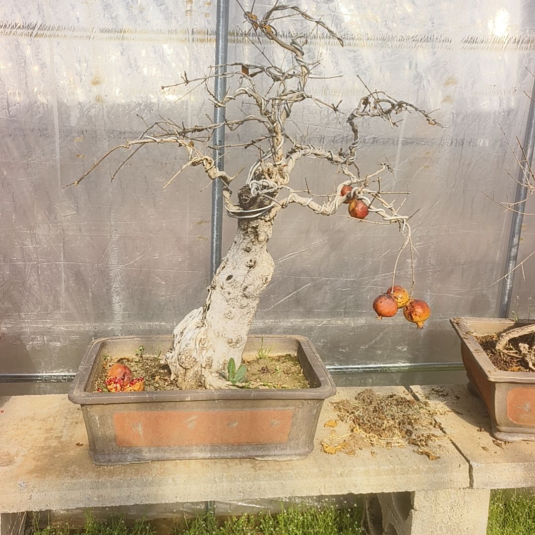 以实际为准大红袍石榴老桩盆景