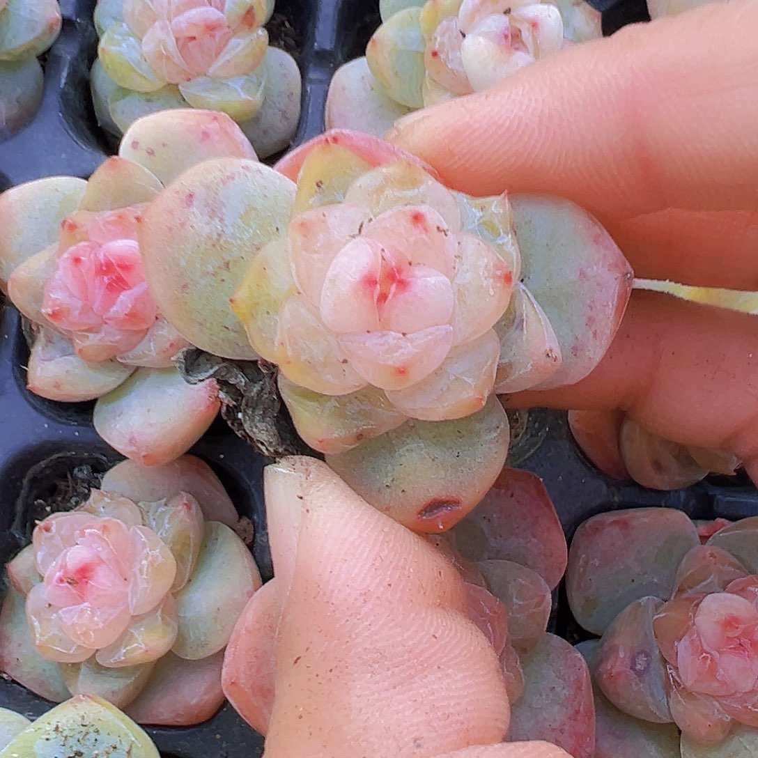 繁星珍妮苗3颗多肉