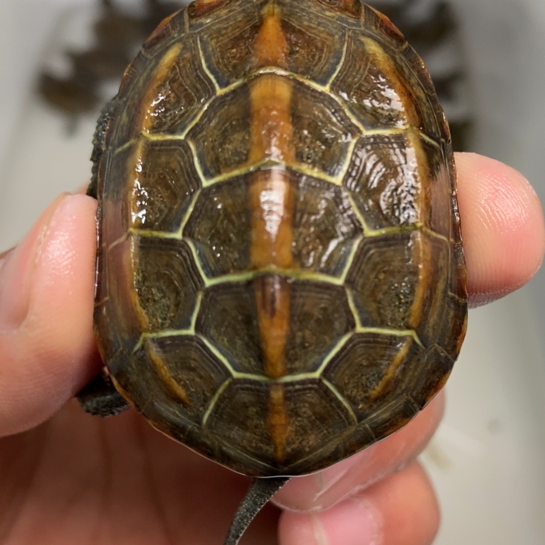 中华草龟不分公母