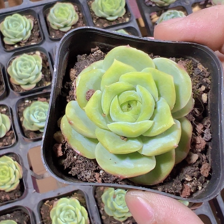 绿宝宝精品多肉植物