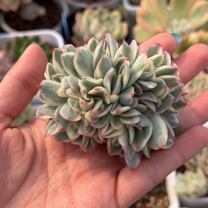麦秆锦朵朵缀一颗价格