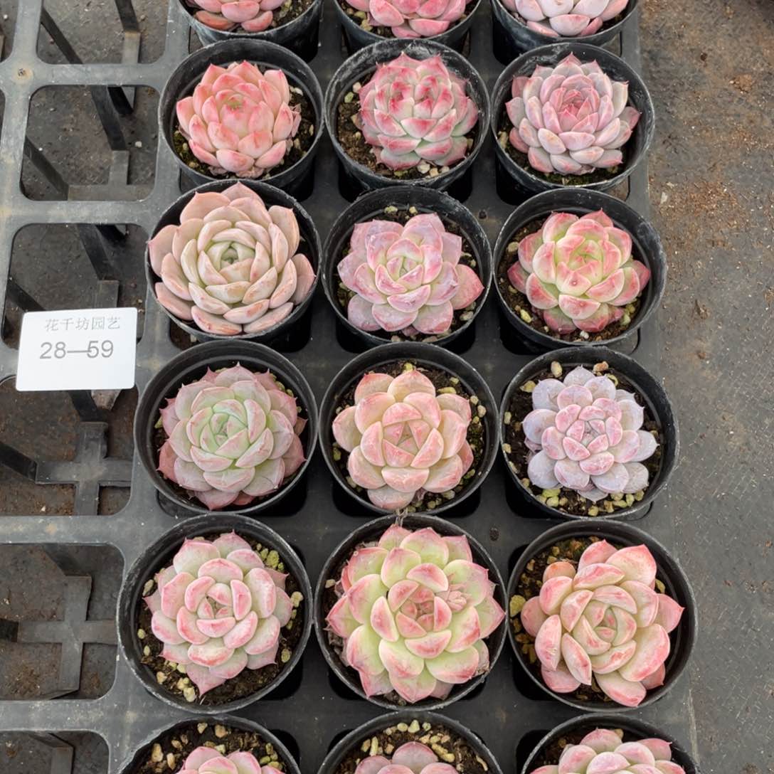 一物一拍18棵28-59