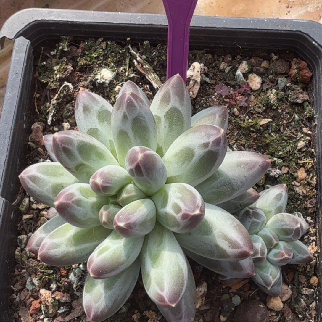 白体伊卡鲁斯一物一拍578