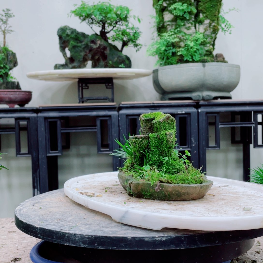 无铅玻璃大**爸铁线蕨科植物黑白花属植物