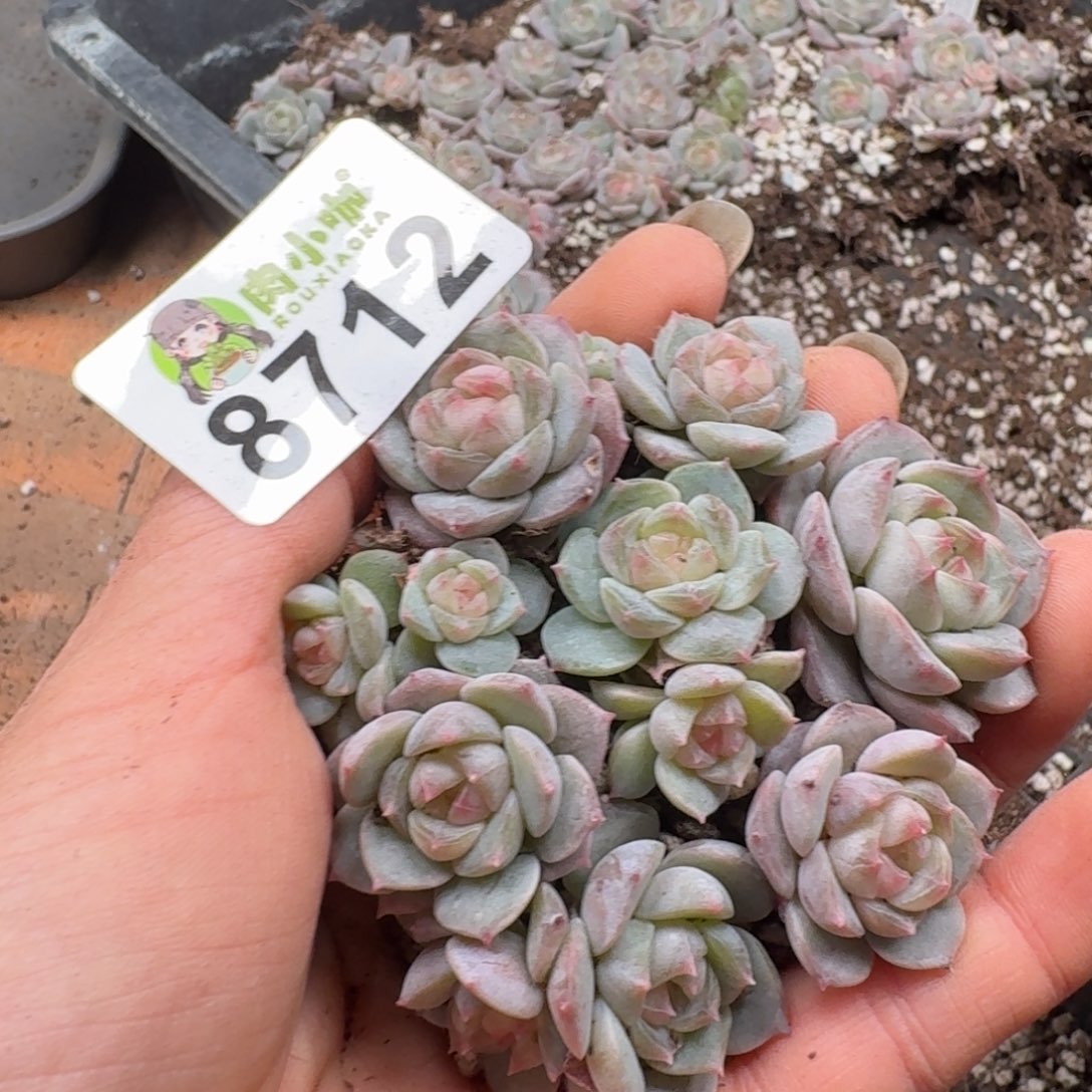 多肉植物多肉植物