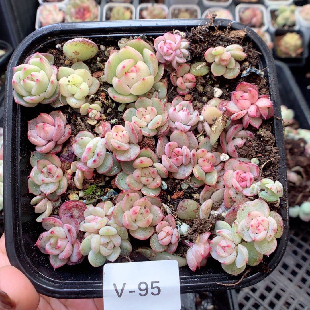 无花朵V95英语英语